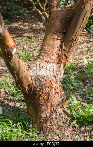 Les feuillus Paperbark maple, Acer griseum, dans la famille Sapindaceae, avec l'écorce caractéristique peeling inhabituelle. Originaire de Chine centrale. Banque D'Images