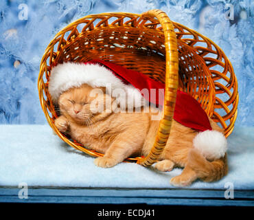 Cat wearing a Santa hat dormir dans un panier sur une vitre gelée Banque D'Images