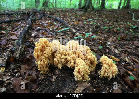 Un portrait de champignons appelés ramaria aurea poussant dans une forêt. Banque D'Images