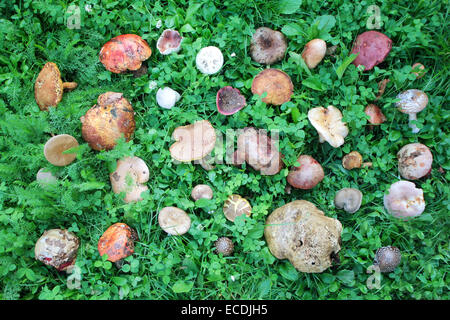 Une vue d'un grand groupe de comestibles ou non pris des champignons forestiers sauvages organisé sur l'herbe verte. Banque D'Images