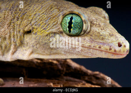 Gecko géant Halmahera / Gehyra marginata Banque D'Images