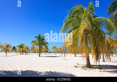 Palmiers sur le sable blanc. Playa Sirena. Cayo Largo. Cuba. Banque D'Images