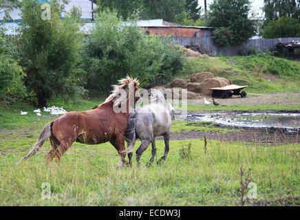 Chevaux de cour. Banque D'Images