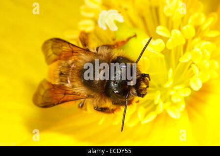 Abeille maçonne rouge (Osmia bicornis) femmes dans un Welsh Poppy Meconopsis cambrica (fleur). Powys, Pays de Galles. Mai. Banque D'Images