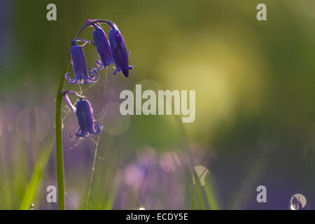 Bluebell (Hyacinthoides non-scripta) floraison. Powys, Pays de Galles. Mai. Banque D'Images