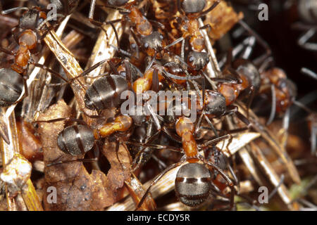 Red les fourmis des bois (Formica rufa) travailleurs adultes sur la surface d'un monticule de nidification. Exmoor, Somerset, Angleterre. Mai. Banque D'Images