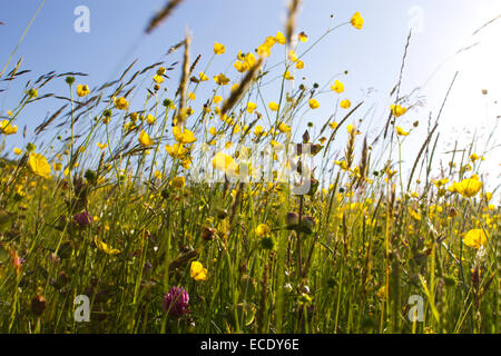 Meadow renoncules (Ranunculus acris) floraison dans un pré de foin dans une ferme bio. Powys, Pays de Galles. De juin. Banque D'Images