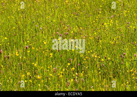 La floraison hay meadow sur une ferme biologique. Meadow renoncules (Ranunculus acris) le trèfle rouge (Trifolium pratense). Banque D'Images