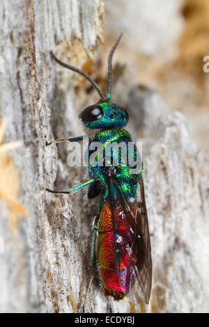 Ruby-tailed Wasp (Chrysis putoni) femelle adulte reposant sur un fencepost. Powys, Pays de Galles. De juin. Banque D'Images