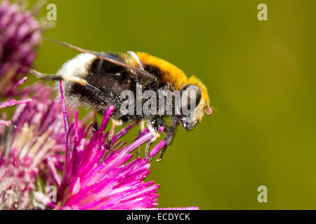 Intricarius Furry Dronefly (Eristalis), bumblebee imitant hoverfly,femme adulte sur Marsh Thistle. Powys, Pays de Galles. De juin. Banque D'Images