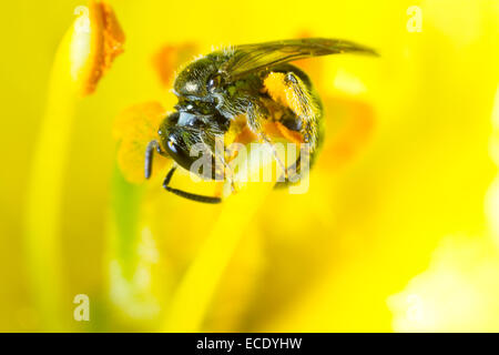 Sillon vert commun2170 (Lasioglossum morio) femmes la collecte du pollen dans une molène (Verbascum sp.) fleur dans un jardin. Banque D'Images