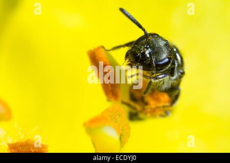 Sillon vert commun2170 (Lasioglossum morio) femmes la collecte du pollen dans une molène (Verbascum sp.) fleur dans un jardin. Banque D'Images