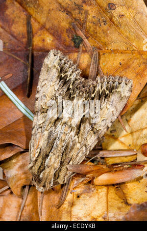 The Arches (Apamea monoglypha) papillon adulte. Powys, Pays de Galles. Juillet. Banque D'Images