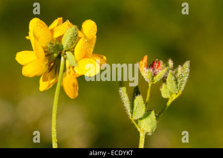 Le lotier (Lotus corniculatus) floraison. Powys, Pays de Galles. Juillet. Banque D'Images