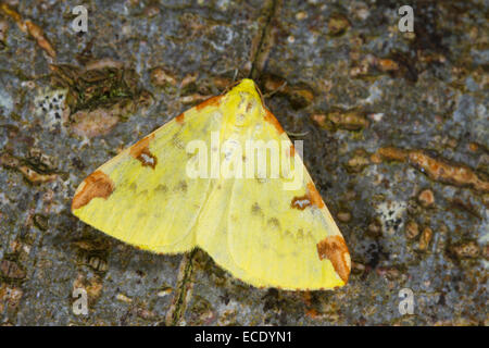 (Opisthograptis luteolata Brimstone) adulte. Powys, Pays de Galles. Juillet. Banque D'Images