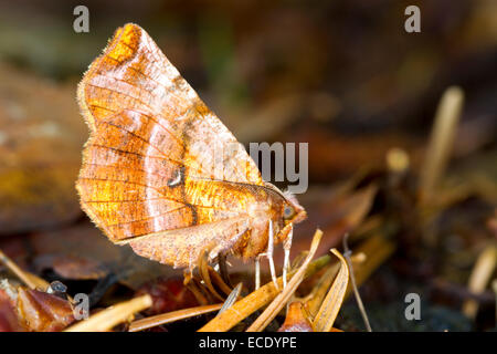 Début de Thorn (Selenia dentaria) mâle adulte de l'été chez les couvées de feuilles mortes. Powys, Pays de Galles. Juillet. Banque D'Images