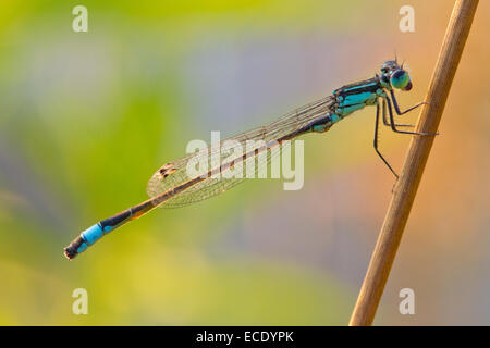 Demoiselle à queue bleue (Ischnura elegans) mâle adulte, reposant sur une tige de pointe. Powys, Pays de Galles. Juillet. Banque D'Images