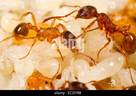 Red Ant (Myrmica rubra) travailleurs adultes tendant de pupes dans un nid. Powys, Pays de Galles. Juillet. Banque D'Images