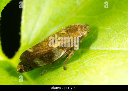 (Philaenus spumarius commun Froghopper) adulte sur une feuille. Powys, Pays de Galles. En août. Banque D'Images