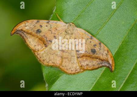 Crochet de galets-tip (Drepanum falcataria) papillon adulte reposant sur une feuille de hêtre. Powys, Pays de Galles. Septembre. Banque D'Images