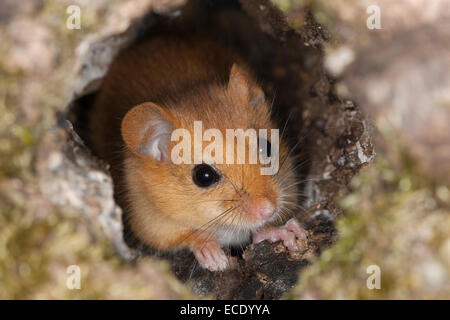 Hazel loir, loir, commune, Baumhöhle Haselmaus, Portrait, Porträt, Hasel-Maus Muscardinus avellanarius,, Muscardin, Bilch Banque D'Images