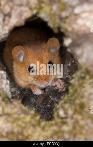 Hazel loir, loir, commune, Baumhöhle Haselmaus, Portrait, Porträt, Hasel-Maus Muscardinus avellanarius,, Muscardin, Bilch Banque D'Images