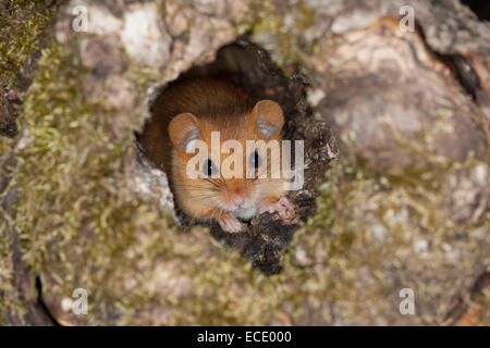 Hazel loir, loir, commune, Baumhöhle Haselmaus, Portrait, Porträt, Hasel-Maus Muscardinus avellanarius,, Muscardin, Bilch Banque D'Images