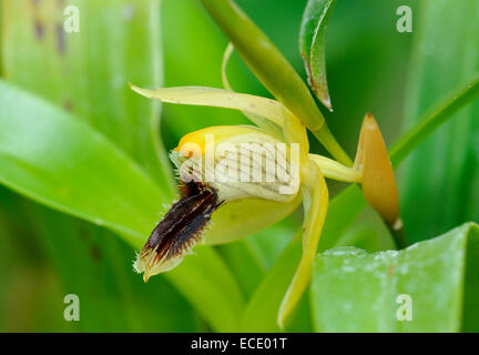 Jaune ocre Coelogyne Coelogyne fuscescens - Orchidée du Népal, l'Inde, le Sikkim, le Bhoutan, la Birmanie, la Chine et le nord-est de Thai Banque D'Images