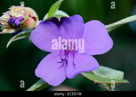 La princesse fleur ou gloire Tibouchina urvilleana - Bush Banque D'Images