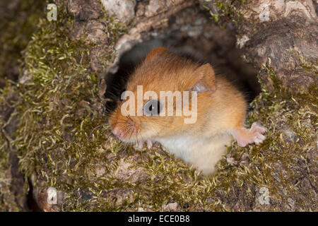 Hazel loir, loir, commune, Baumhöhle Haselmaus, Portrait, Porträt, Hasel-Maus Muscardinus avellanarius,, Muscardin, Bilch Banque D'Images