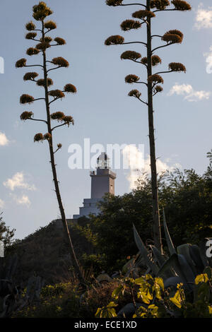 Leuchtturm Capo Spartivento encadrée par deux Agave americana plantes en fleurs, Calabre, Italie. Banque D'Images