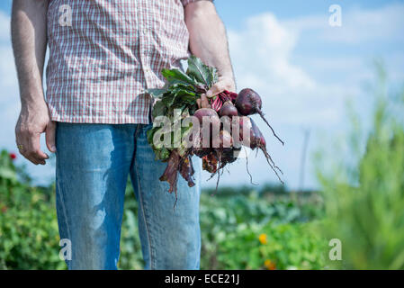 Man holding bunch récolte jardin betterave Banque D'Images