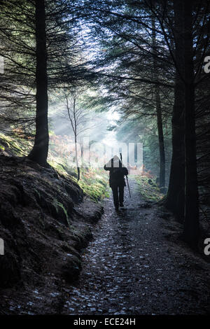 Quelques rayons de soleil quand on marche dans les arbres sur l'Allerdale divaguer sur notre chemin jusqu'à Dodd est tombé dans le Lake District Banque D'Images