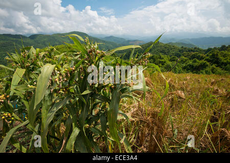 La culture du riz de montagne dans les montagnes dans le nord du Laos, la province de Phongsali, Laos Banque D'Images