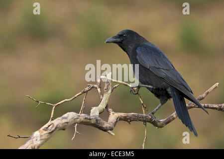 Corneille noire (Corvus corone), Tyrol, Autriche Banque D'Images