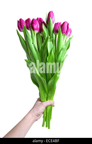 La main avec bouquet de tulipes roses isolated on white Banque D'Images