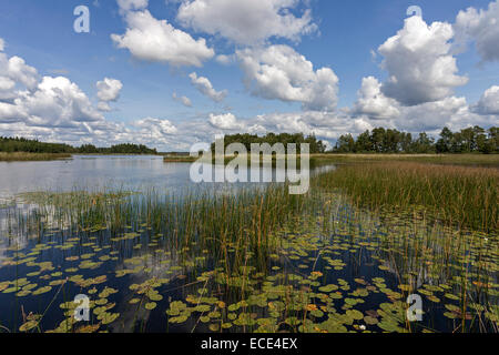 Lac de roseaux et de nénuphars, Smaland, Suède Banque D'Images