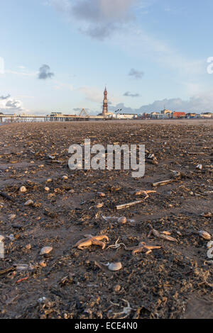 Blackpool, Lancashire, Royaume-Uni. Dec 12, 2014. Après la bombe météorologique les dégâts causés à l'environnement à la vie marine locale est visible le long de la rive à Blackpool avec des dizaines de milliers de coquillages et étoiles de mer échoués le long de la mer. Crédit : Gary Telford/Alamy live news Banque D'Images