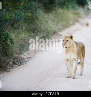 Lionne debout sur chemin de terre, Afrique du Sud Banque D'Images