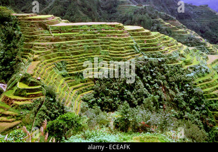 Sentier des terrasses de riz. Point de vue. Banaue. Cordillère centrale. Luzon. Aux Philippines. Banaue (ou bien épelé comme Banawe) est Banque D'Images