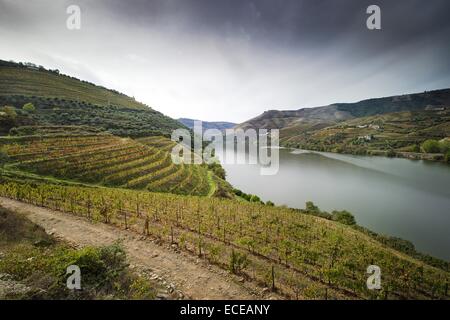 Vignobles le long du fleuve Douro, Vallée du Douro, région Norte, Portugal Banque D'Images