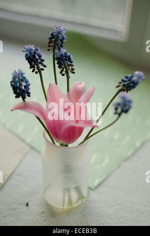 Vase avec fleurs tulipes et muscaris Banque D'Images