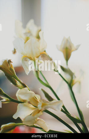 Iris fleurs blanc Banque D'Images