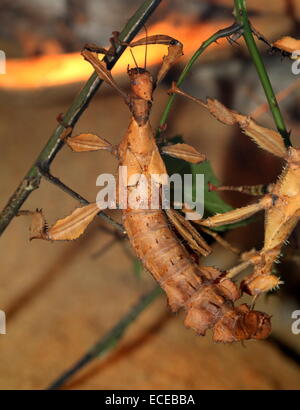 Le Figuier géant australien (Extatosoma tiaratum Phasme). alias Phasme épineux géant, épineux ou feuilles Phasme Marche Banque D'Images