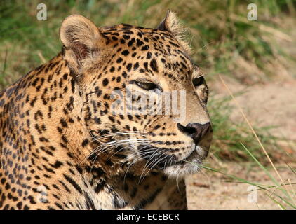 Sri-Lankan Leopard ou panther ( Panthera pardus kotiya) gros plan de la tête, les yeux ouverts dans des fentes Banque D'Images