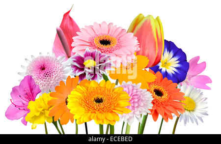 Bouquet de fleurs Collection de différentes fleurs colorées et de fleurs sauvages isolé sur fond blanc. Couleur rouge vif, bleu, rose, Pu Banque D'Images
