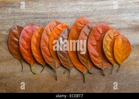 Les feuilles d'automne disposés en rangée sur la surface en bois Banque D'Images