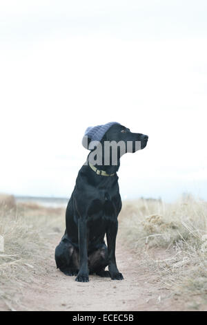 Black dog wearing knit cap assis sur sentier Banque D'Images