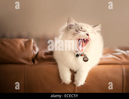 Cat sitting on a couch yawning Banque D'Images