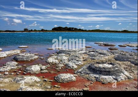 L'Australie, Australie occidentale, Shark Bay, Réserve Naturelle Marine, stromatolites de Hamelin Pool Banque D'Images